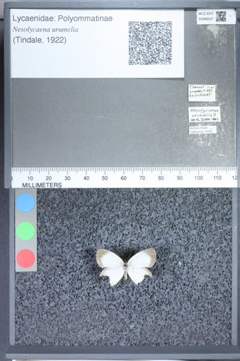 Media type: image;   Entomology 66537